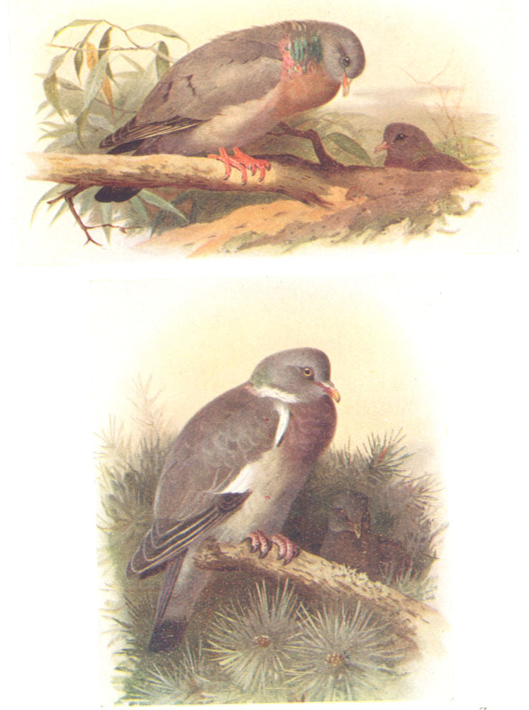 BRITISH BIRDS. Stock-dove; Ring-dove. THORBURN 1925 old vintage print picture